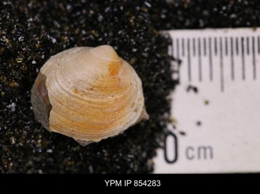 Limopsis striatopunctatus