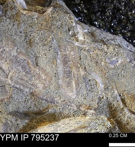 undet. Bivalvia