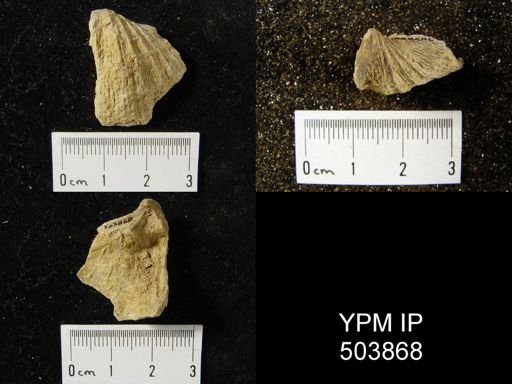 Neospirifer sp.