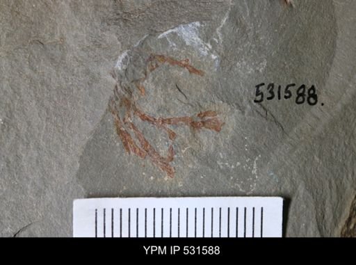 undet. Graptolithina