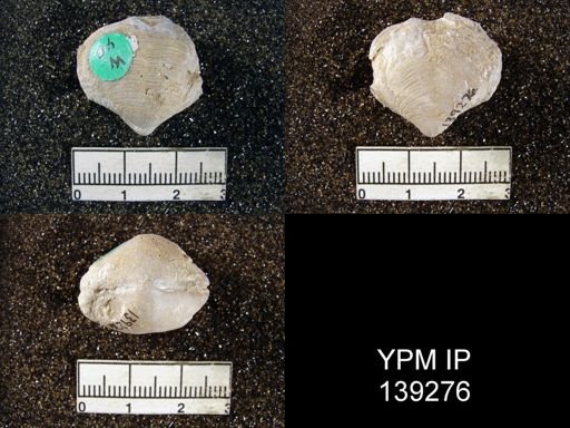 Athyris capillata