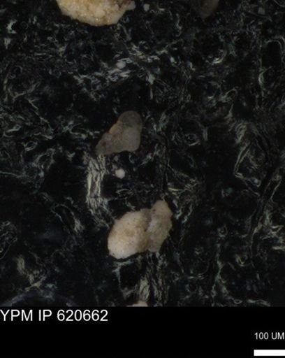 undet. Heterohelicidae