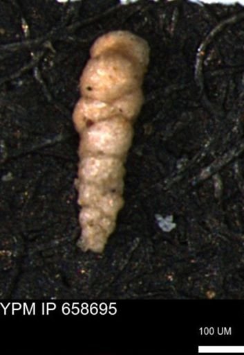 Verneuilinoides kansasensis