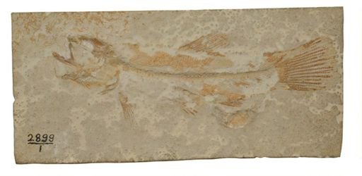 Urocles elongatus