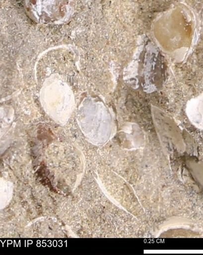 Limopsis striatopunctatus