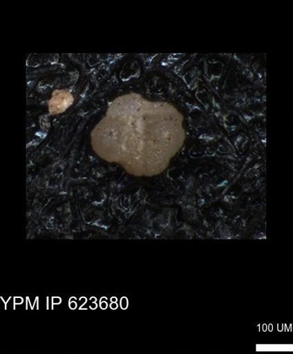 undet. Foraminiferida