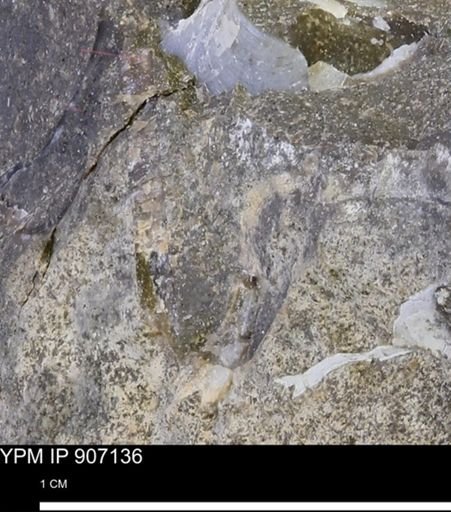 undet. Mollusca