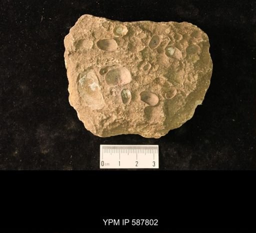 Doleroides pervetus