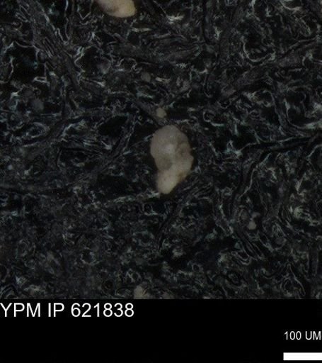 undet. Foraminiferida