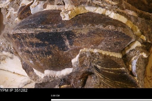 Parallelodon (Cosmetodon)