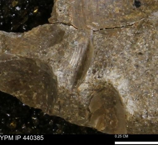Protocardia subquadrata