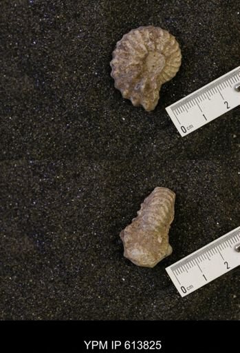 Neogastroplites sp.