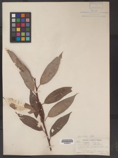 Salix alba