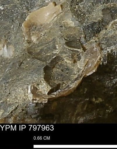 Mollusca