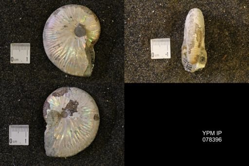 Hoploscaphites nicolletii