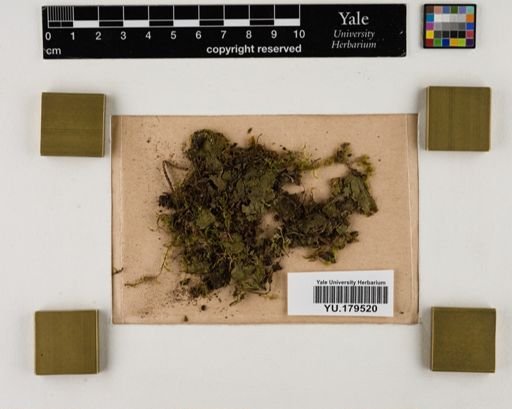 Plantae