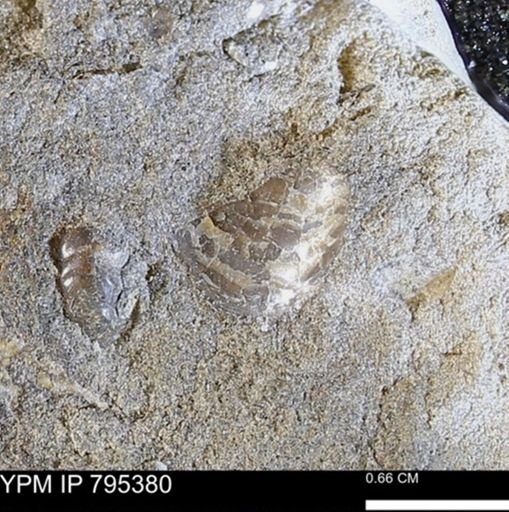 undet. Bivalvia