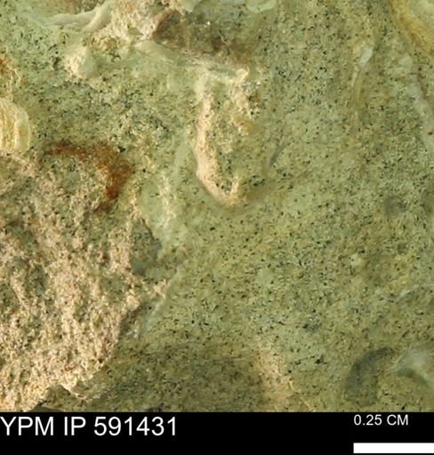 undet. Bivalvia