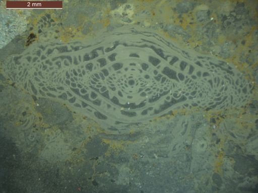 Triticites ventricosus