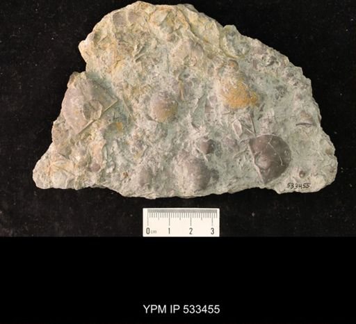 Strophomena trentonensis