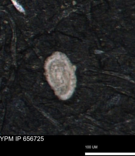 Spirolocammina planula