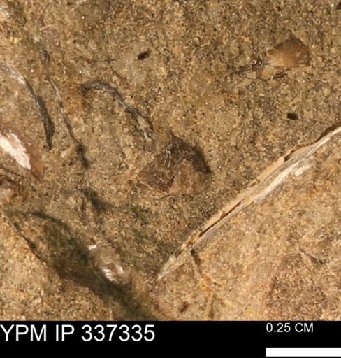 undet. Bivalvia