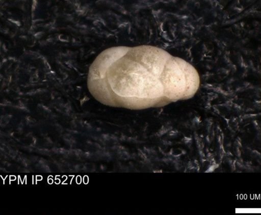 undet. Foraminiferida