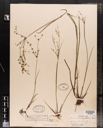 Juncus brachycephalus