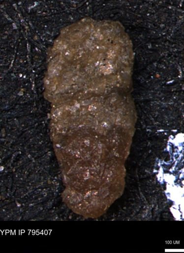 Ammobaculites euides