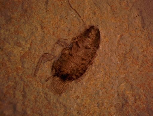 undet. Blattodea
