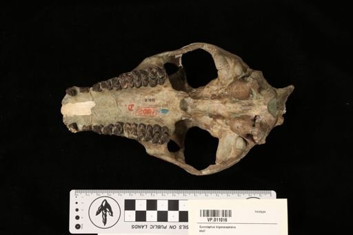 Eporeodon condoni