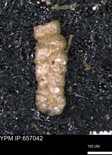 Ammobaculoides whitneyi