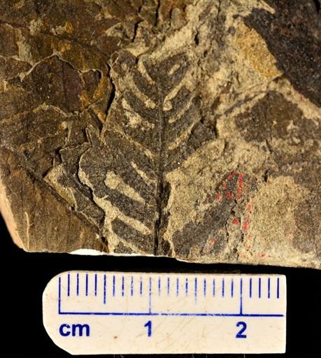 Cladophlebis methowensis