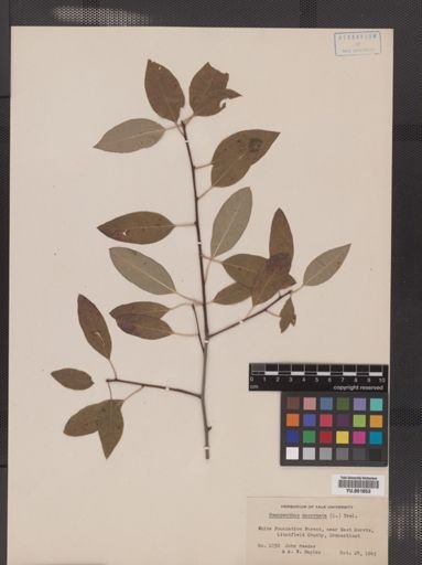 Ilex mucronata