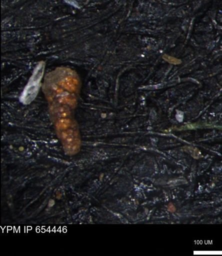 Verneuilinoides hectori