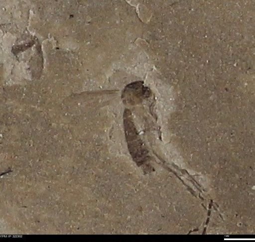 undet. Diptera