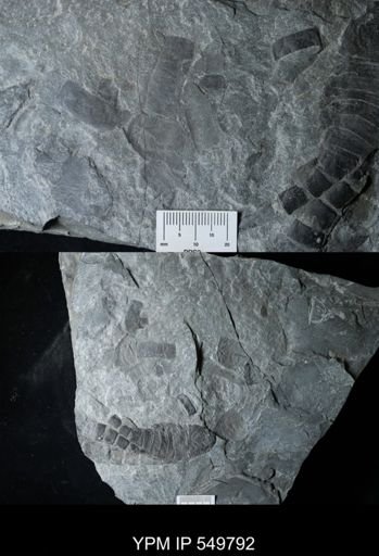Eurypterus pittsfordensis