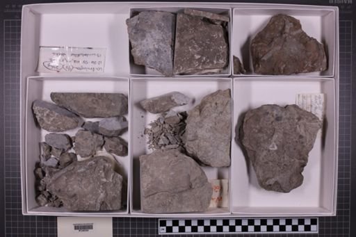 mixed taxa, stratigraphic collection