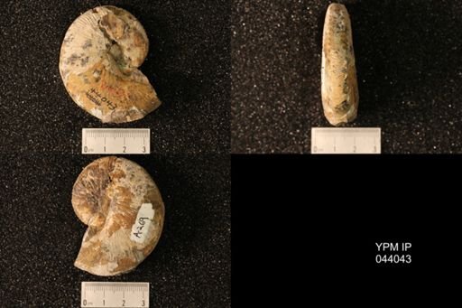Hoploscaphites nicolletii