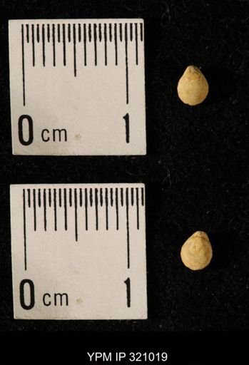 Dielasma elongatum
