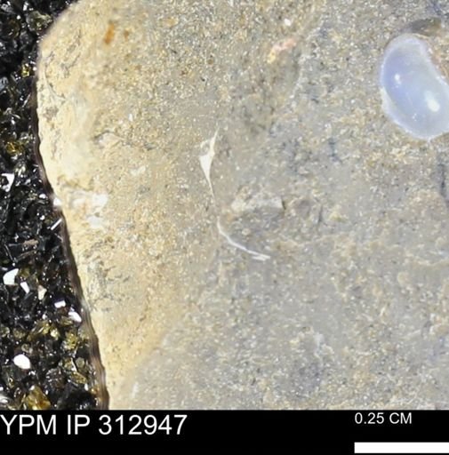 undet. Bivalvia