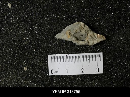 Hoploscaphites