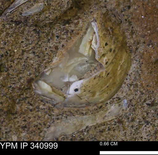 Corbicula sp.