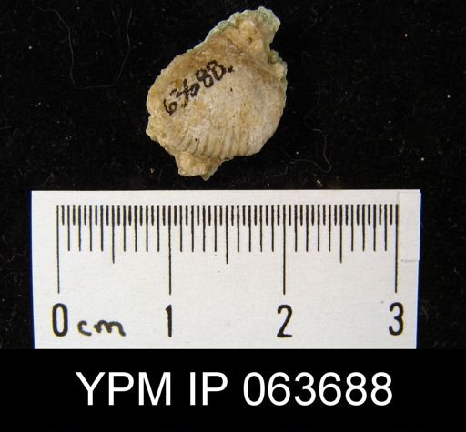 Wilsonella saffordi