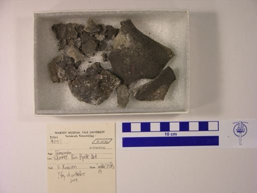Arthrodira?