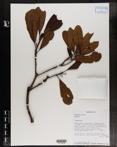 Plantae