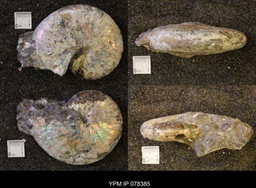 Discoscaphites conradi