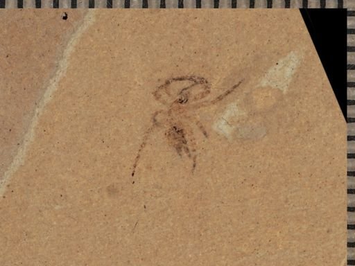 undet. Arachnida