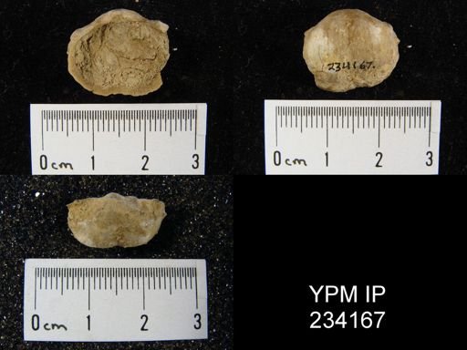 Marginifera wabashensis