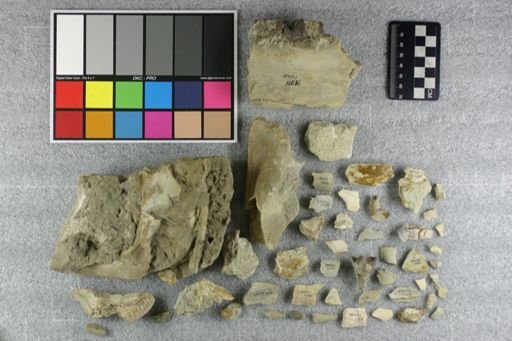 Subhyracodon sp.